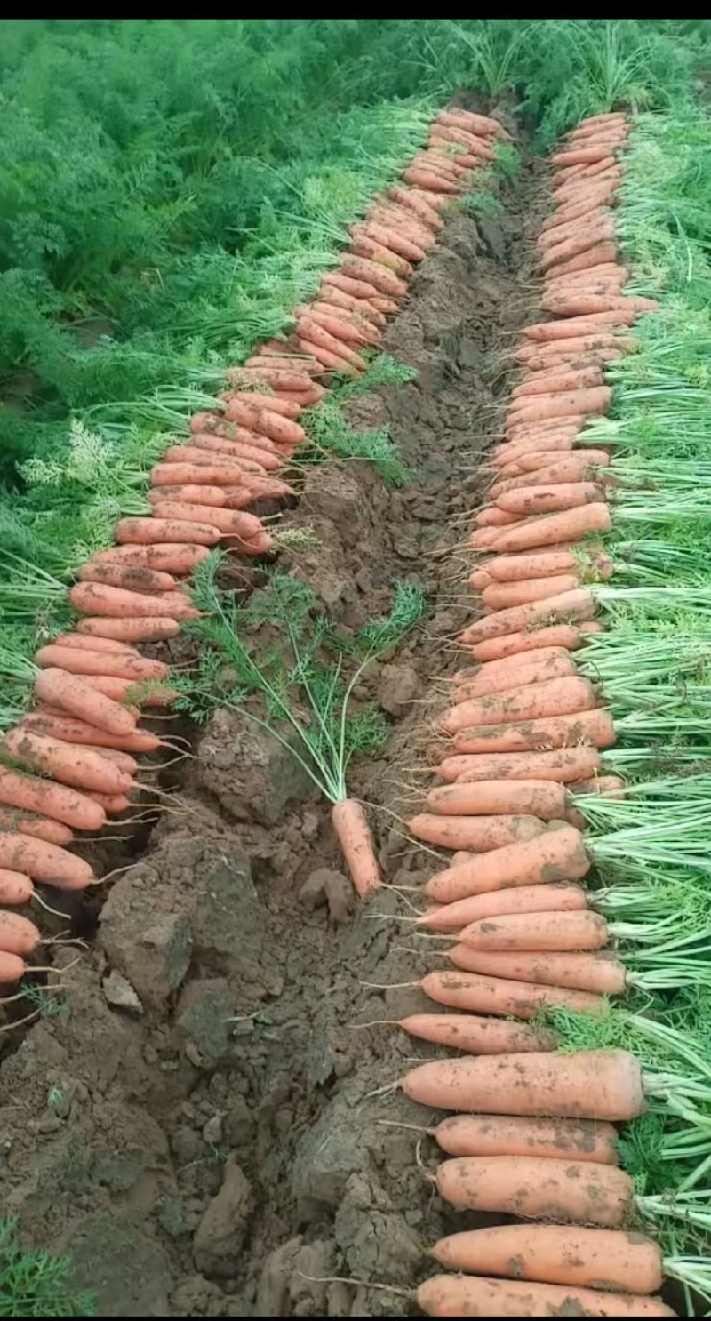 胡萝卜