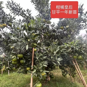 甘平柑橘苗*产地甘平柑桔苗大果糖度高易剥皮*甘平女皇柑桔