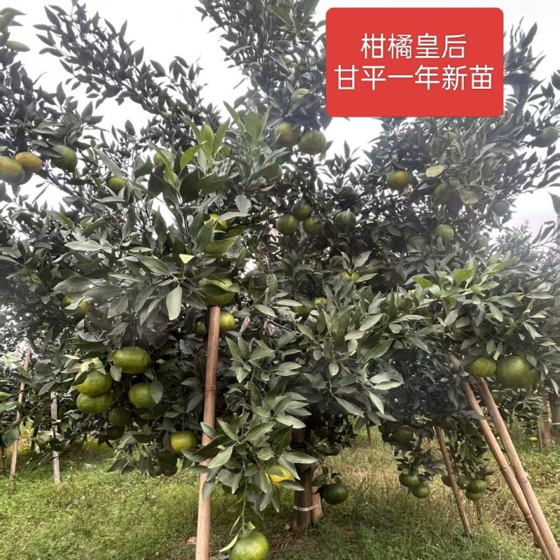 甘平柑橘苗*产地甘平柑桔苗大果糖度高易剥皮*甘平女皇柑桔