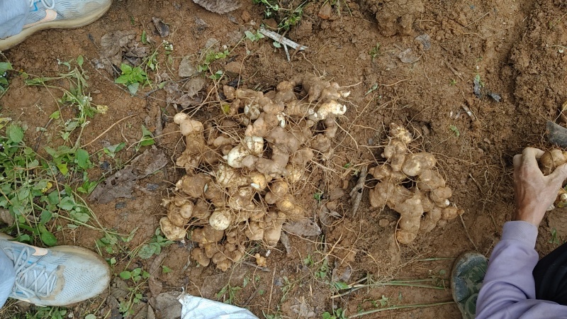 云南半野生老虎滇黄精生鲜货可煲汤可制九蒸九晒