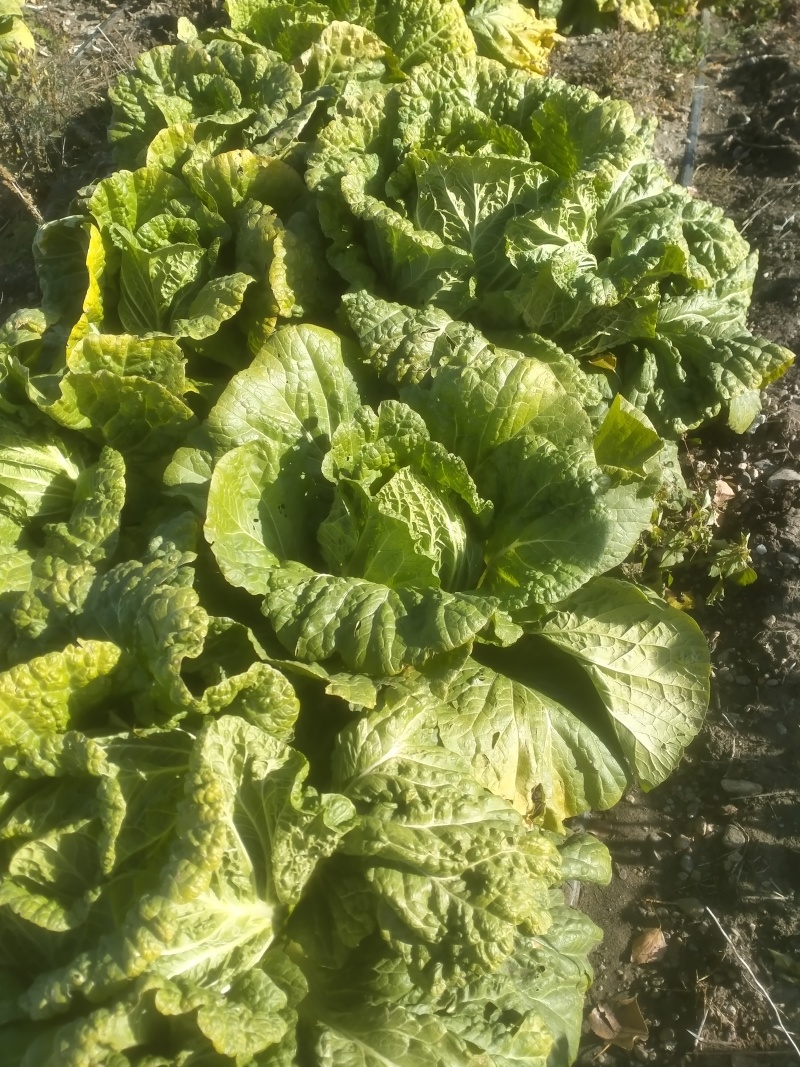 苞芯大白菜
