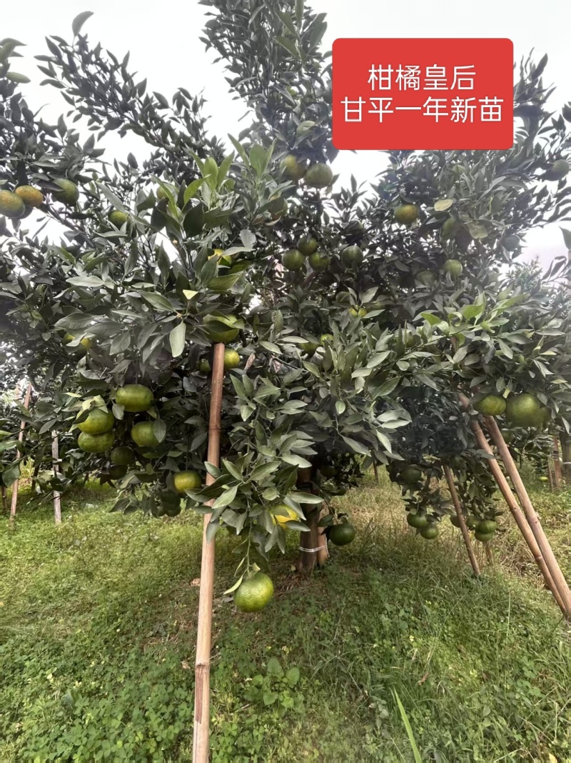 甘平柑橘苗*产地甘平柑桔苗大果糖度高易剥皮*甘平女皇柑桔