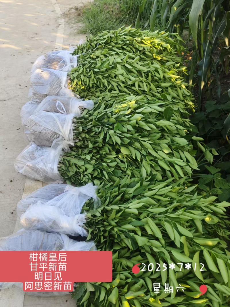 甘平柑橘苗*产地甘平柑桔苗大果糖度高易剥皮*甘平女皇柑桔