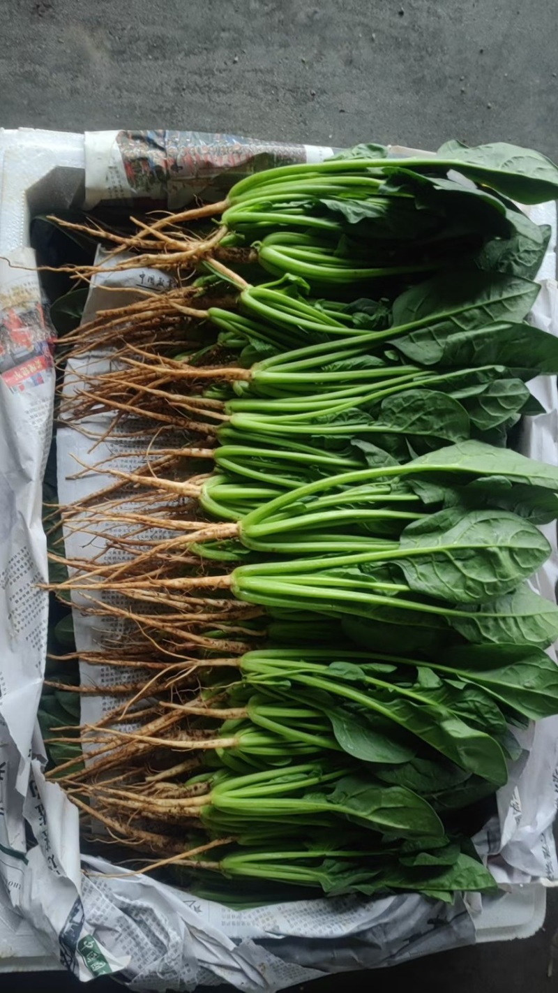 永年蔬菜大叶菠菜规格齐全啥菜都有帮忙找车价格便宜欢迎联系