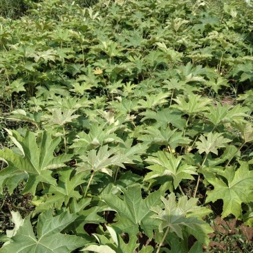 青杆大通草苗