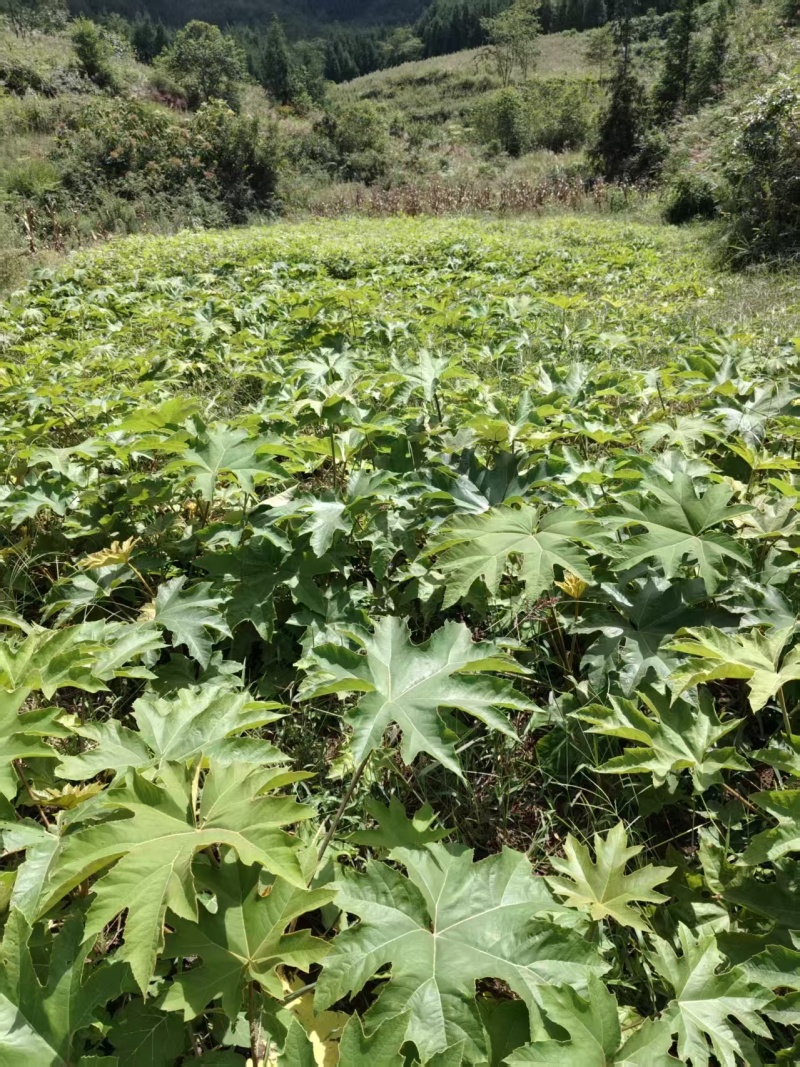 青杆大通草苗