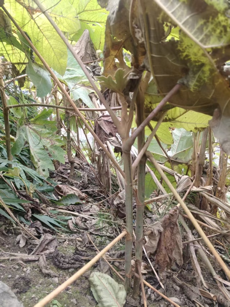 青杆大通草苗
