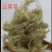云雾草中药材云雾草正品无硫货真价实批发零售