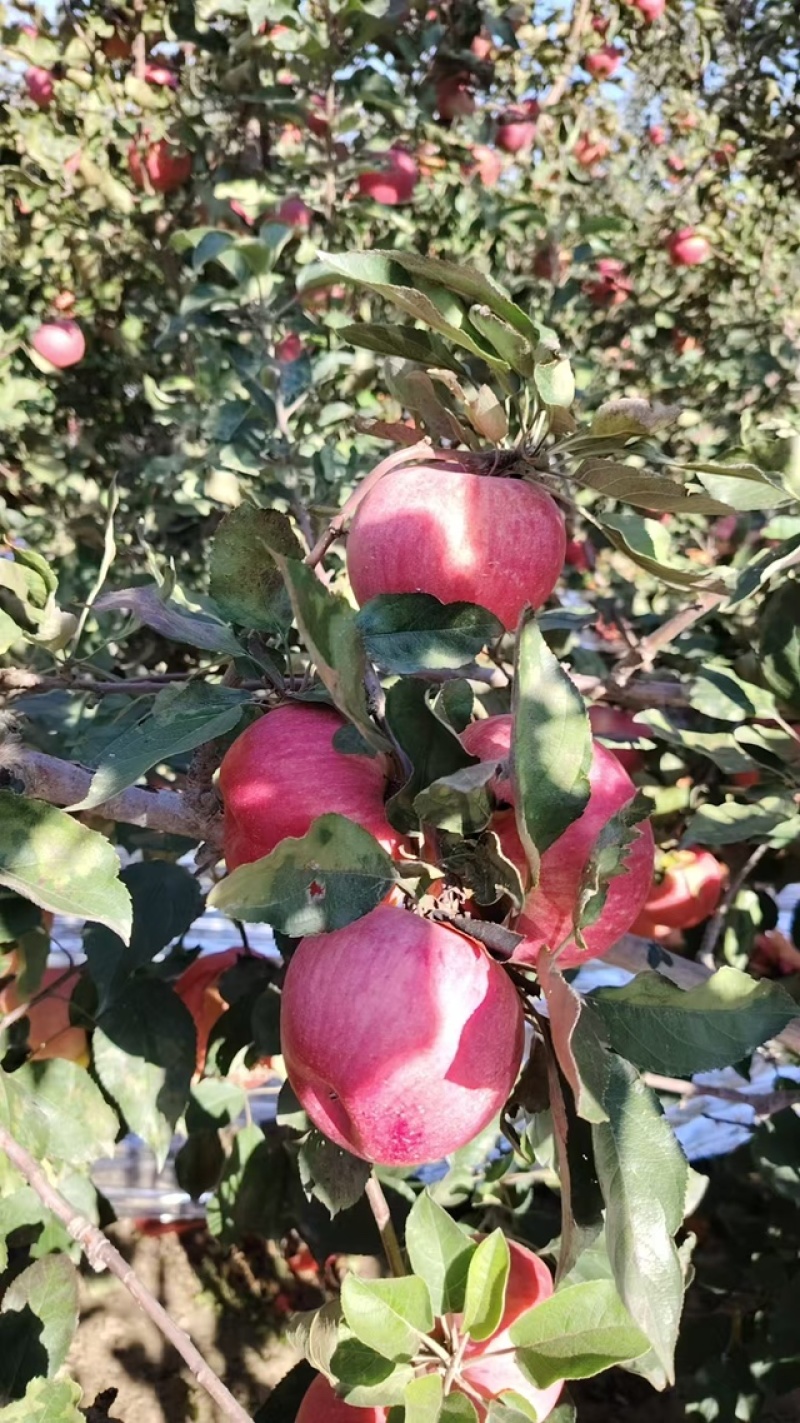 寒富苹果套袋果质量保证交通便利欢迎进店