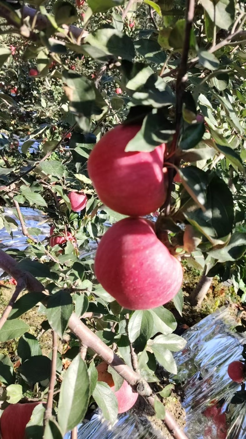 寒富苹果套袋果质量保证交通便利欢迎进店