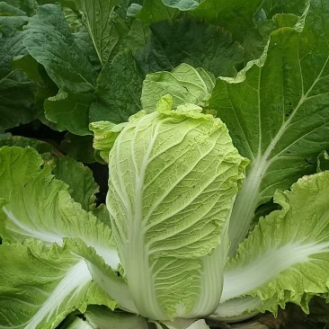 黄心白菜上市