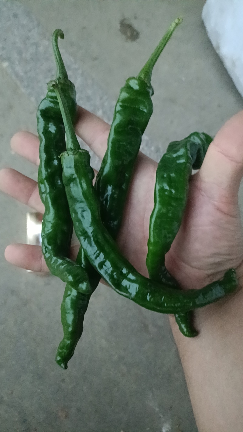 皖北产区精品小皱皮辣椒商超品质优质量上货青黑皮