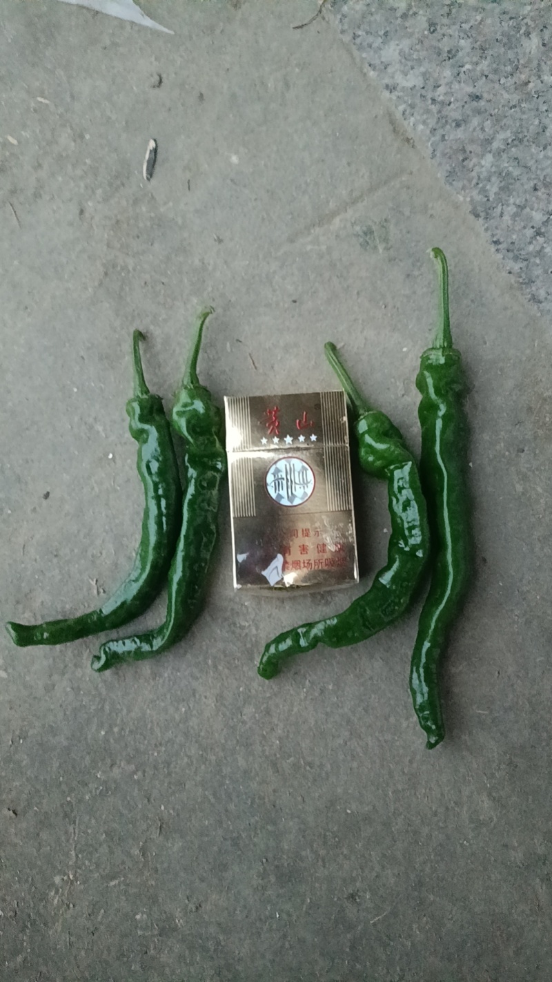 皖北产区精品小皱皮辣椒商超品质优质量上货青黑皮
