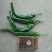 皖北产区精品小皱皮辣椒商超品质优质量上货青黑皮