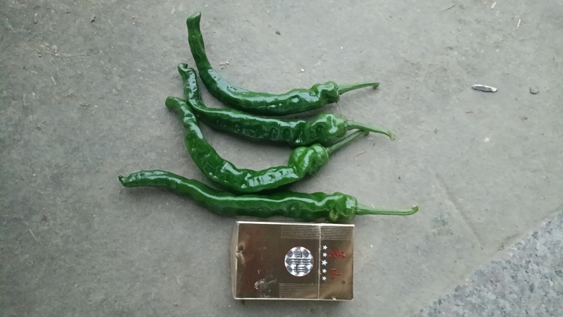 皖北产区精品小皱皮辣椒商超品质优质量上货青黑皮