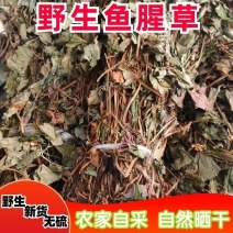 鱼腥草中药材正宗四川野生鱼腥草批发零售货真价实