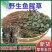 鱼腥草中药材正宗四川野生鱼腥草批发零售货真价实