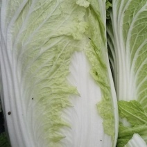 山东白菜