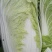 山东白菜