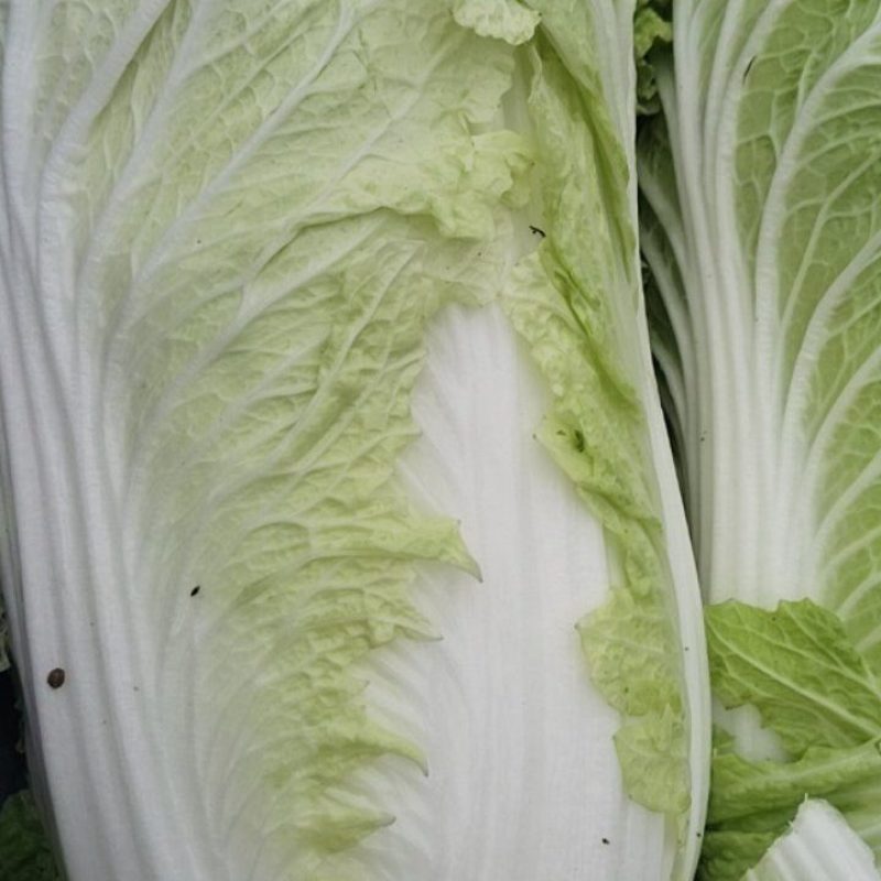 山东白菜