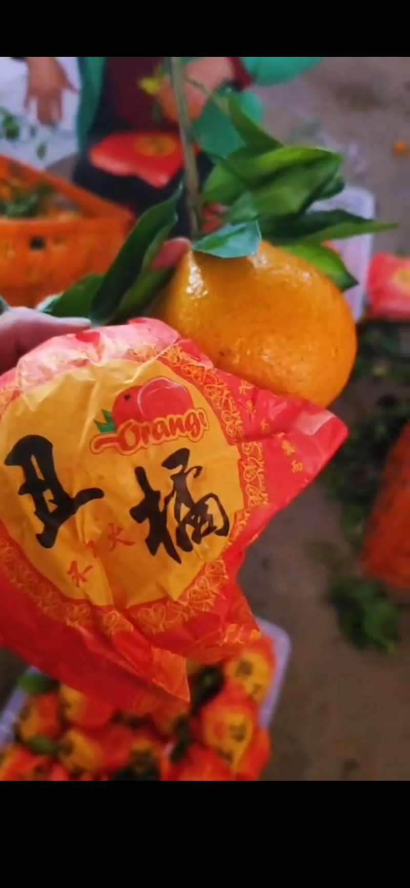 《精品》耙耙柑全国发货，一手货源充足欢迎客户来产地对接喔