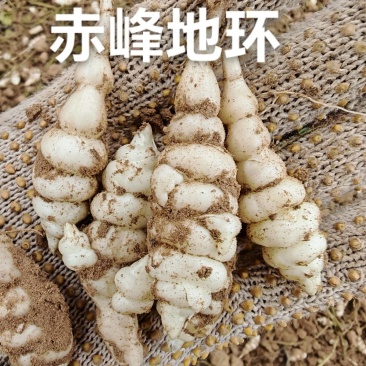 精品螺丝菜