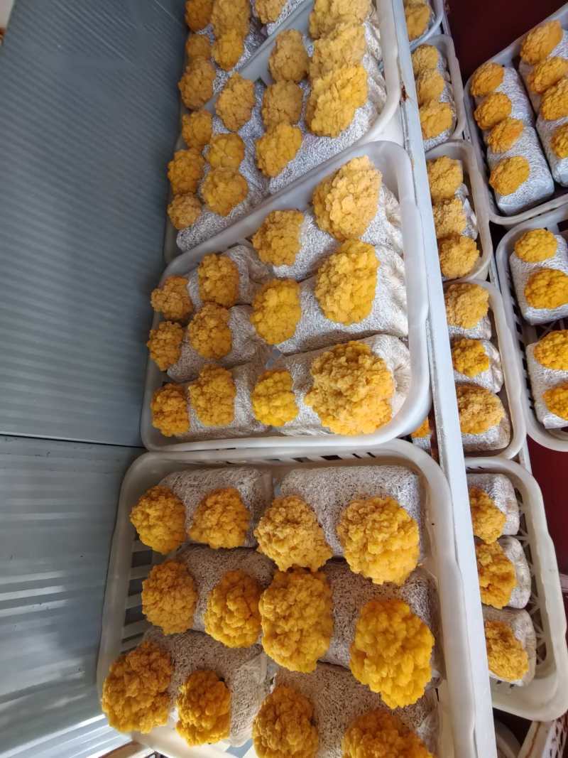 鲜金耳大量有货厂地直发货源保障价格实惠
