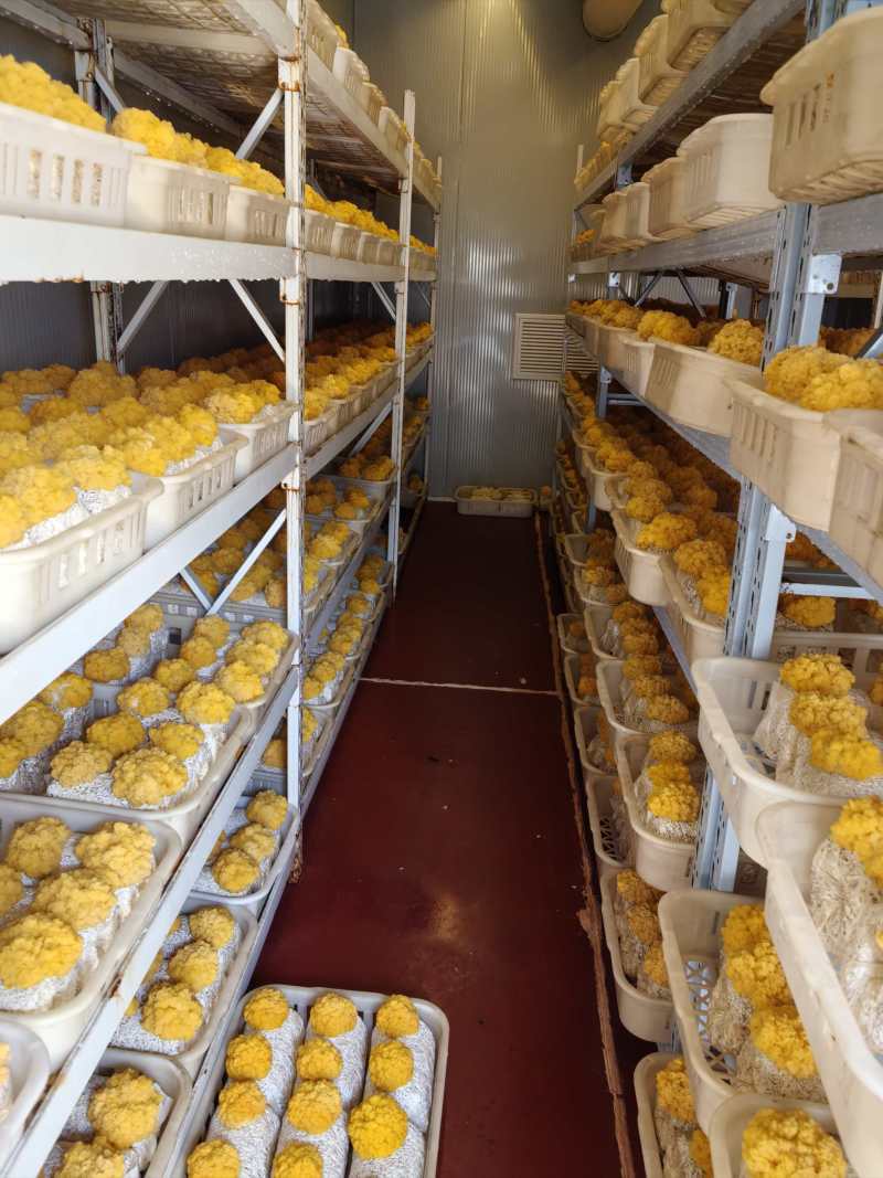 鲜金耳大量有货厂地直发货源保障价格实惠