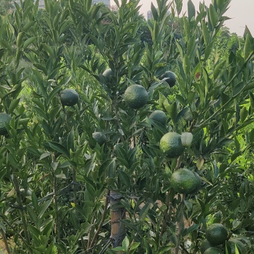 正宗新会柑，产地江门站旁