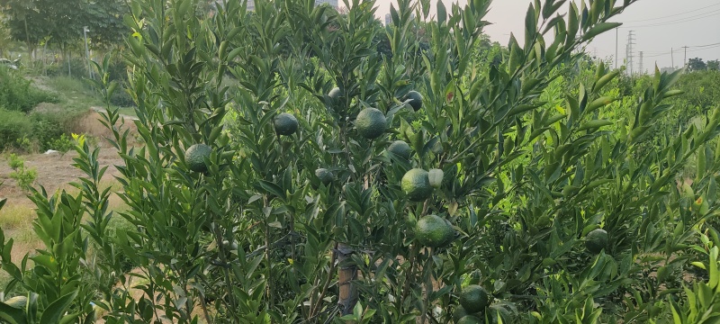 正宗新会柑，产地江门站旁