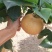 等了一秋的甜！晚秋黄梨正当时
