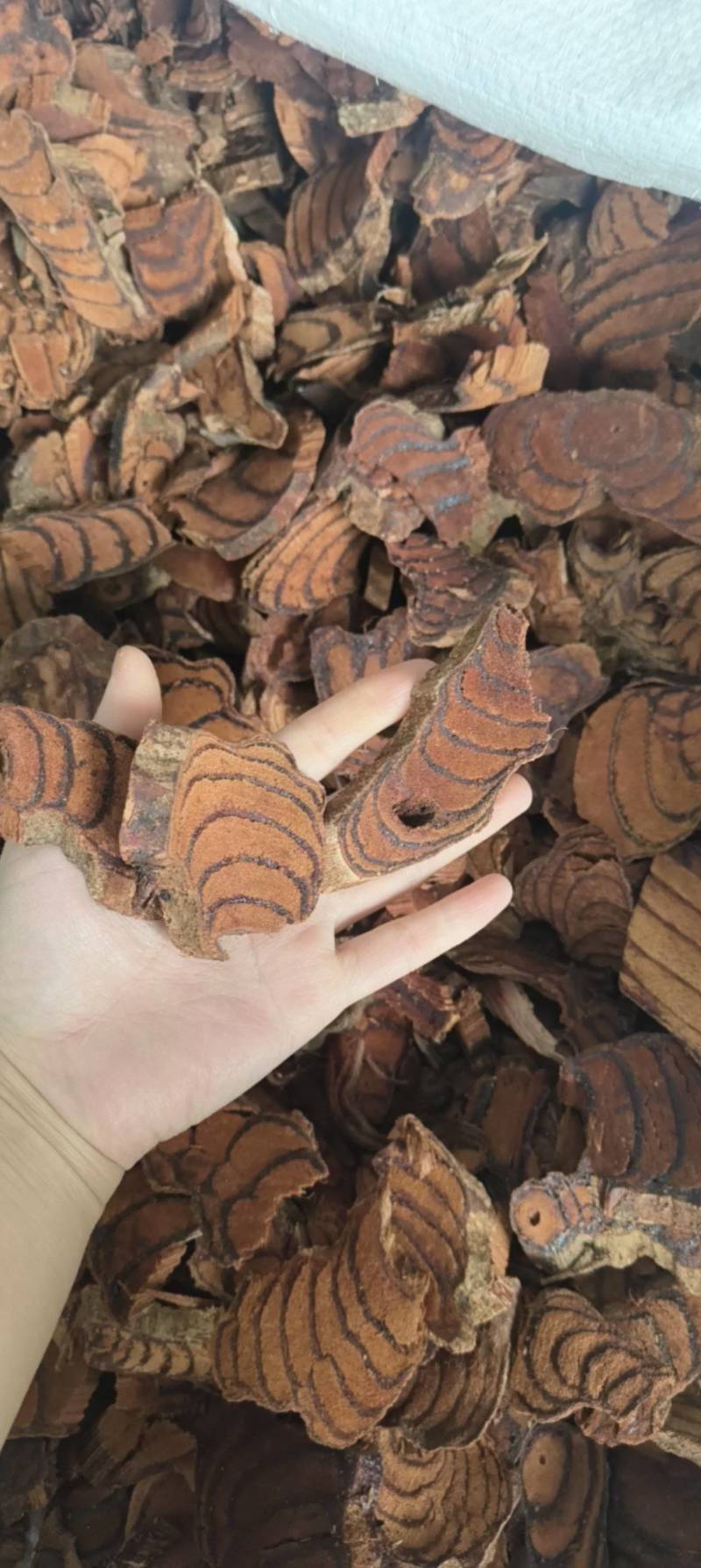 （热销）鸡血藤血丝红产区直供货源充足量大从优视频看货
