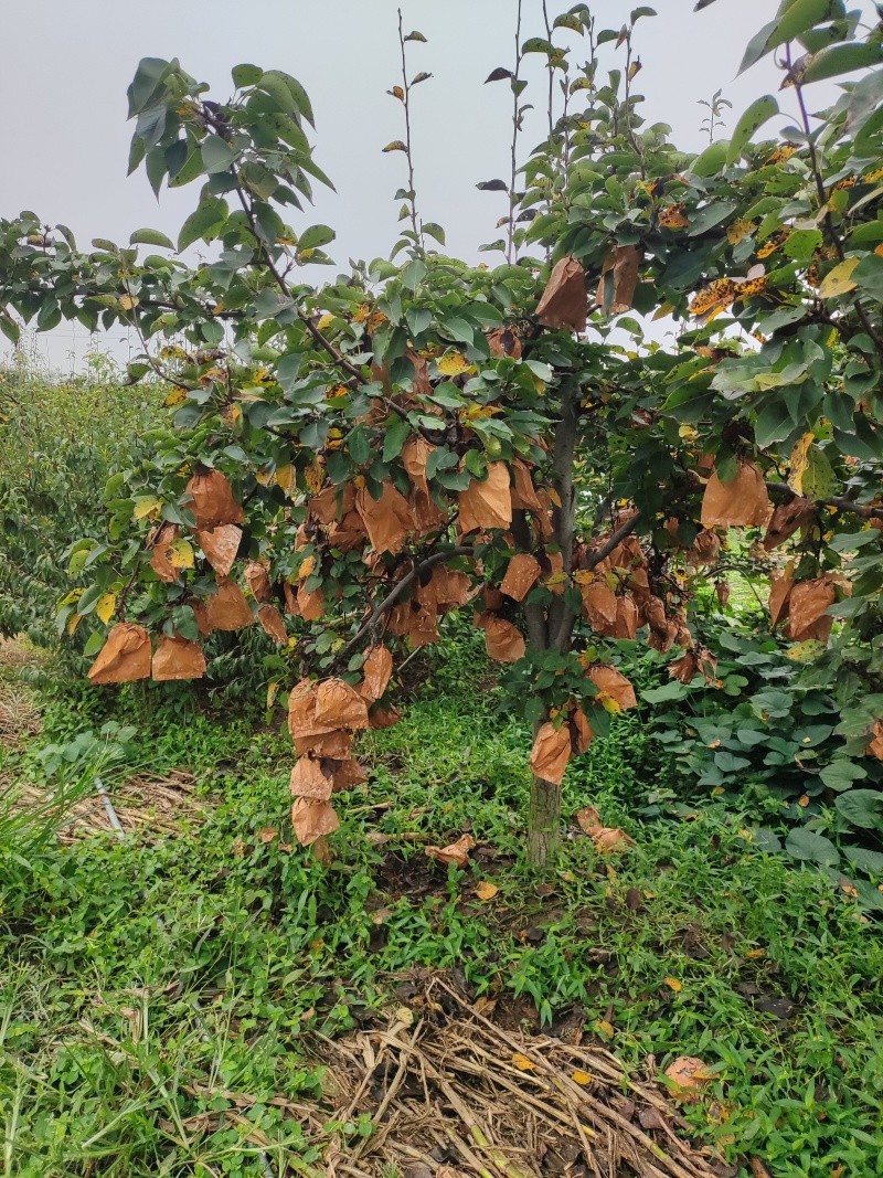 精品晚秋黄梨，脆甜多汁