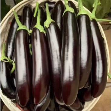 尖椒，螺丝椒，太空椒，麻辣椒，红花郎，绿茄子，绿库，紫库