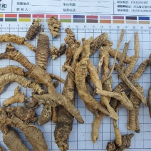 南泡参川明参干通货