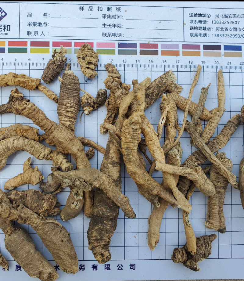 南泡参川明参干通货