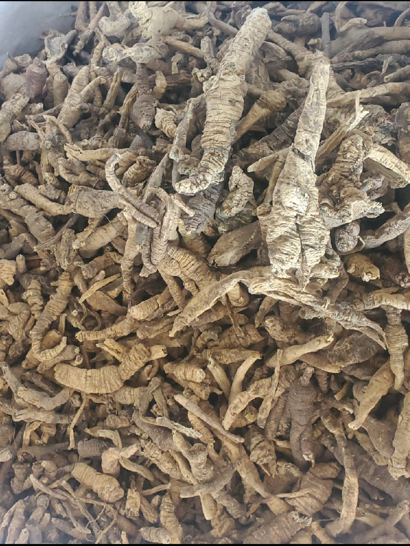 南泡参川明参干通货