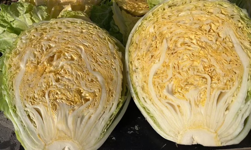 黄心白菜