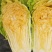 黄心白菜