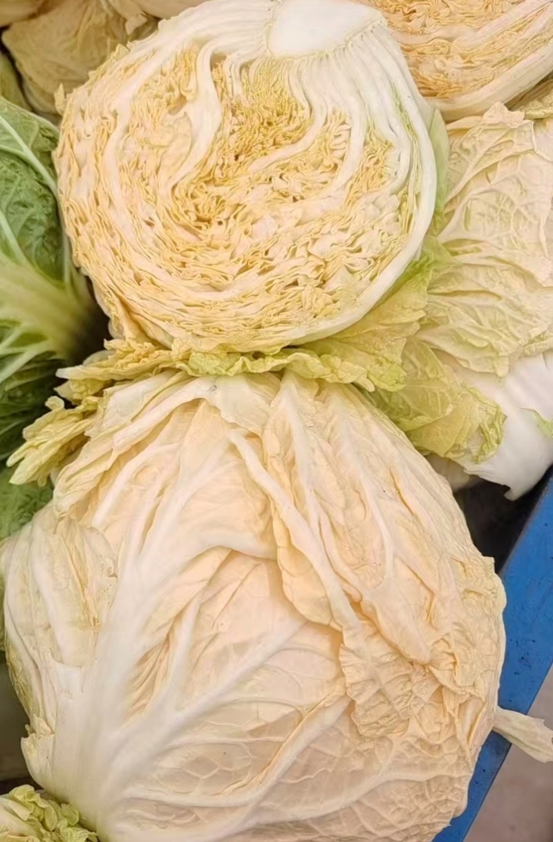 黄心白菜