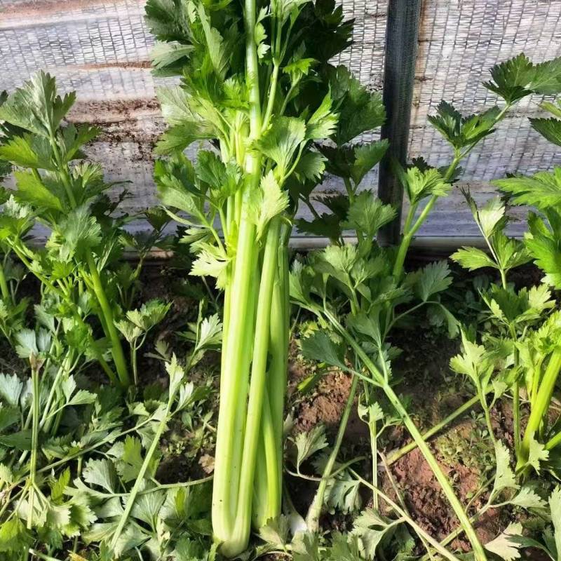 法国西芹