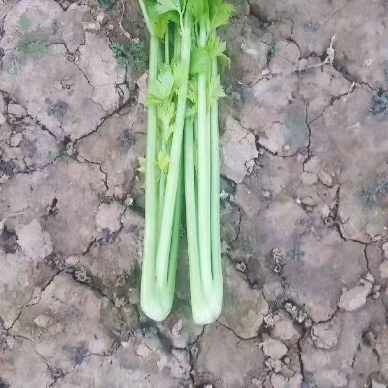 法国西芹