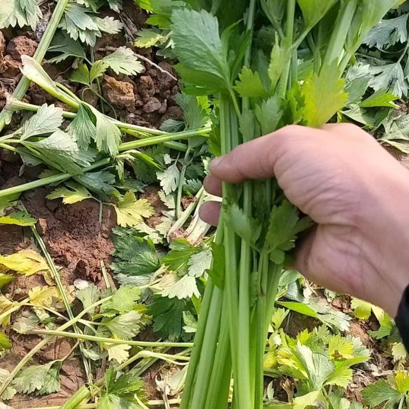 法国西芹