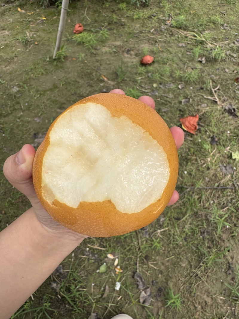 正宗砀山酥梨，如假包换，皇冠梨，秋月梨