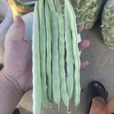 白芸豆