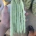 白芸豆