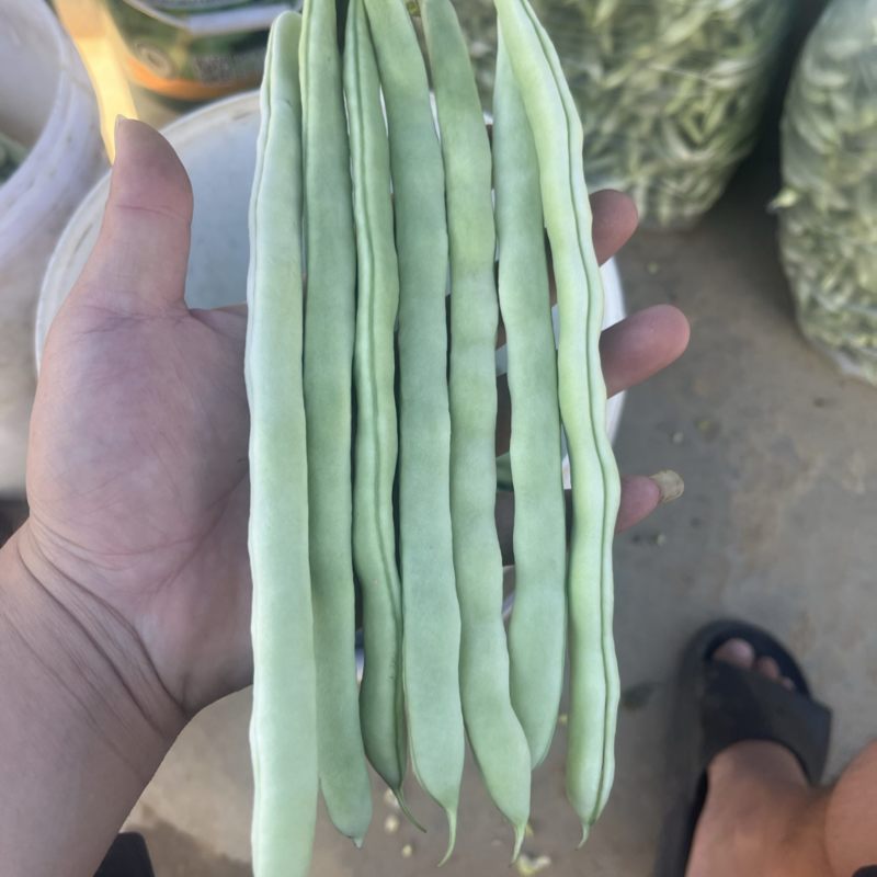 白芸豆