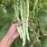 白芸豆