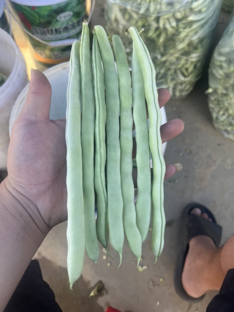 白芸豆