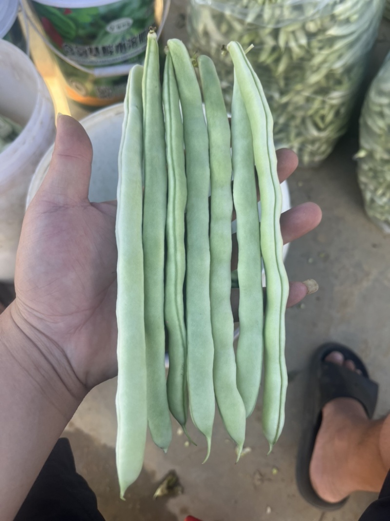 白芸豆